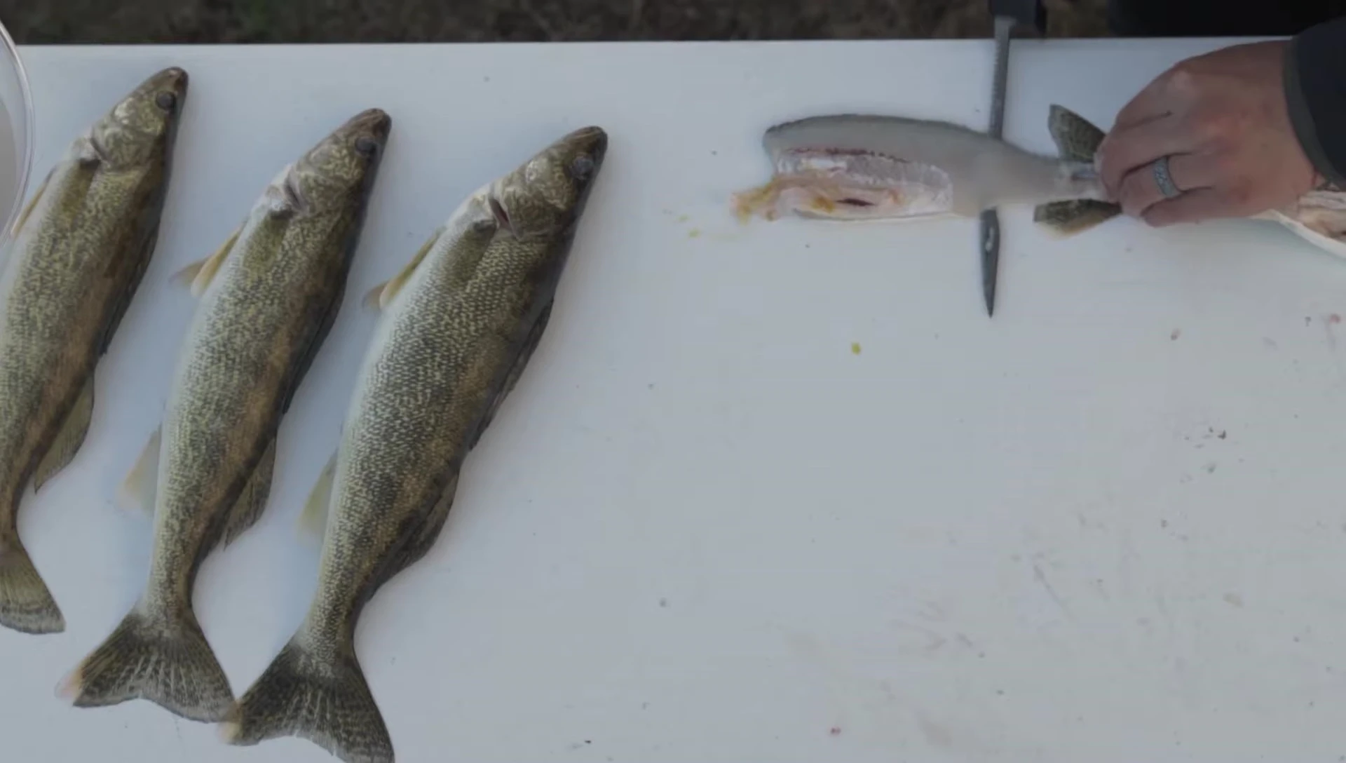 Image illustrant la polyvalence du couteau : différents types de poissons